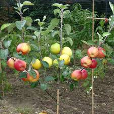 Jabłoń - JEDNO DRZEWKO i 4 ODMIANY !!! - Malus domestica - forma szpalerowa