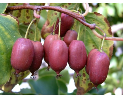 Aktinidia purpurowa Hardy Red - MINI KIWI, CZERWONE OWOCE!!! - Actinidia purpurea Hardy Red -  ŻEŃSKA