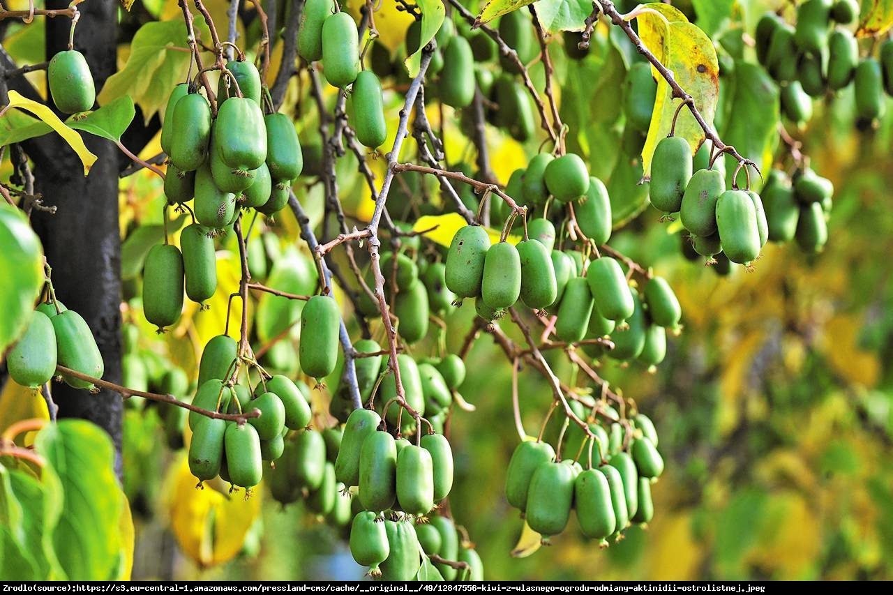 Aktinidia ostrolistna Ananasnaya - JEDNA Z NAJLEPSZYCH ODMIAN - Actinidia arguta ANNA - żeńska