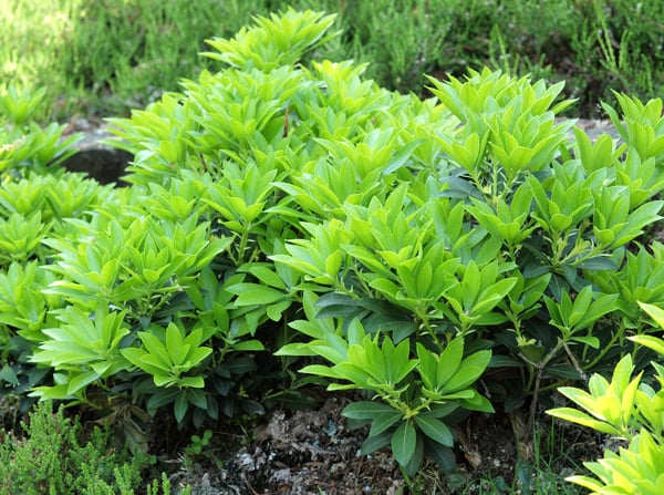 Pieris japoński Fuga - KARŁOWY, burza kwiatów - Pieris japonica Fuga