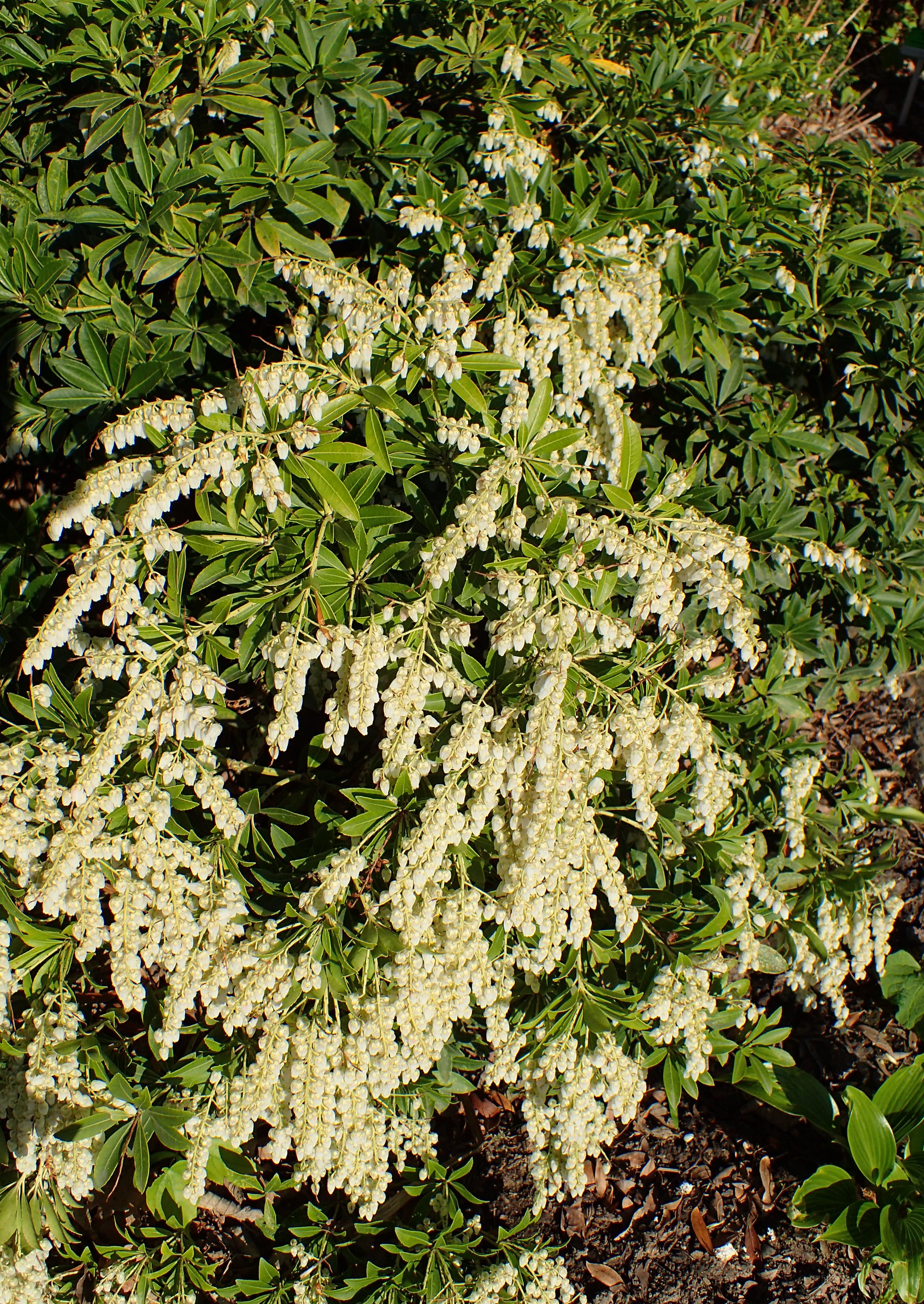 Pieris japoński Fuga - KARŁOWY, burza kwiatów - Pieris japonica Fuga