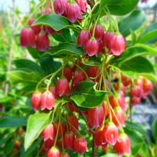 Enkiant dzwonkowaty Red Bells - CZERWONE KWIATY - Enkianthus campanulatus Red Bells