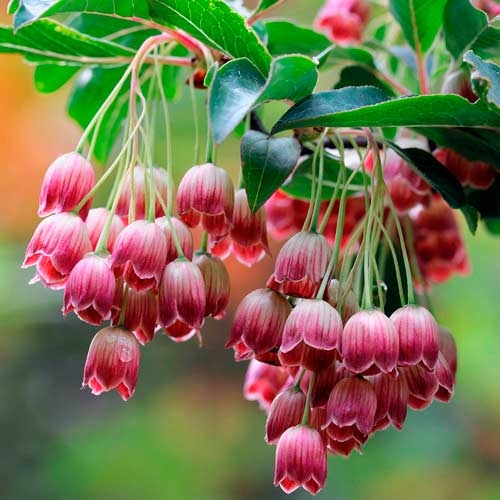 Enkiant dzwonkowaty Red Bells - CZERWONE KWIATY - Enkianthus campanulatus Red Bells