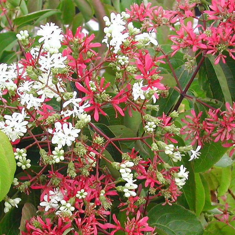 Heptakodium chińskie TIANSHAN - NOWOŚĆ, KOMPAKTOWY I ZWARTY POKRÓJ - Heptacodium miconioides TIANSHAN 