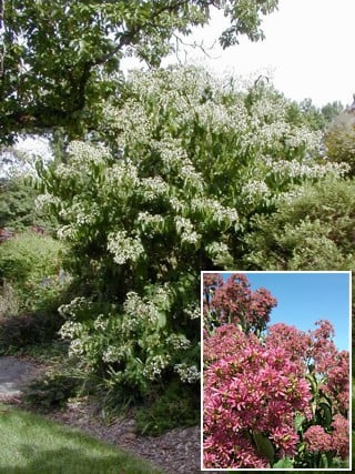 Heptakodium chińskie TIANSHAN - NOWOŚĆ, KOMPAKTOWY I ZWARTY POKRÓJ - Heptacodium miconioides TIANSHAN 