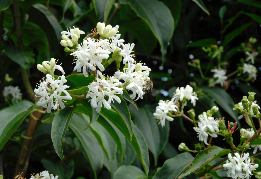 Heptakodium chińskie TIANSHAN - NOWOŚĆ, KOMPAKTOWY I ZWARTY POKRÓJ - Heptacodium miconioides TIANSHAN 