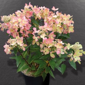 Hortensja bukietowa PASTELGREEN - ZMIENNA JAK KAMELEON - Hydrangea paniculata PASTELGREEN Renxolor