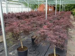 Klon palmowy Dissectum Garnet - NA WYSOKIM PNIU!!! - Acer palmatum Dissectum Garnet