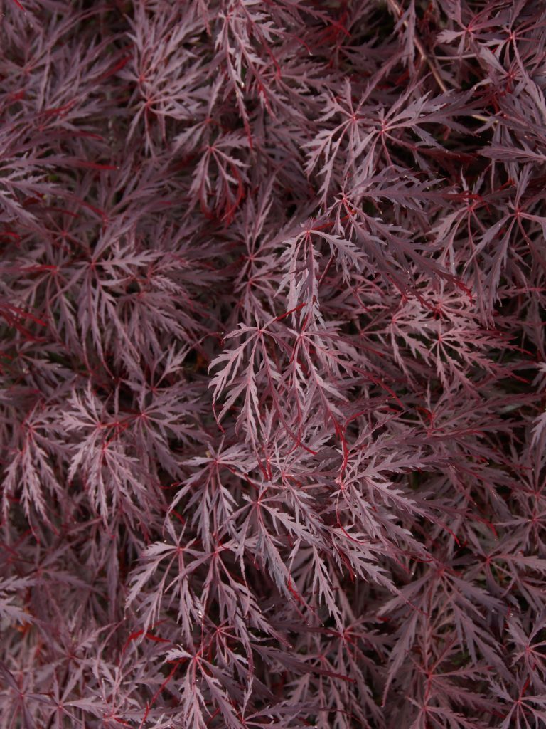 Klon palmowy Dissectum Garnet - NA WYSOKIM PNIU!!! - Acer palmatum Dissectum Garnet