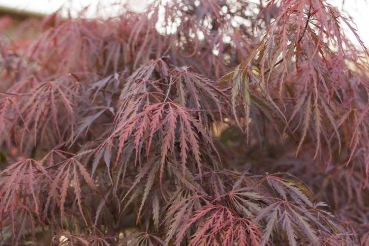 Klon palmowy Dissectum Garnet - NA WYSOKIM PNIU!!! - Acer palmatum Dissectum Garnet