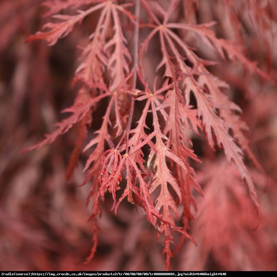 Klon palmowy Dissectum Garnet - NA WYSOKIM PNIU!!! - Acer palmatum Dissectum Garnet