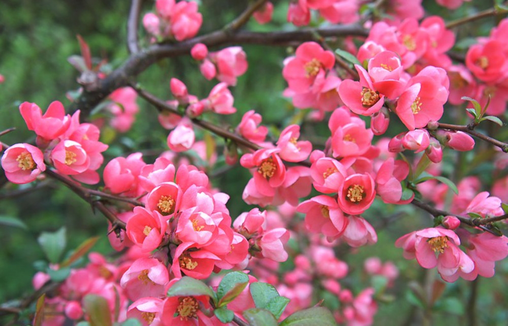 Pigwowiec pośredni Pink Lady - DEKORACYJNY I SMACZNY - Chaenomeles superba Pink Lady