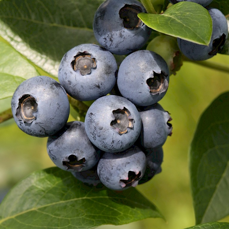 Borówka amerykańska Sierra 3l - PYSZNE OWOCE - Vaccinium corymbosum Sierra 3l