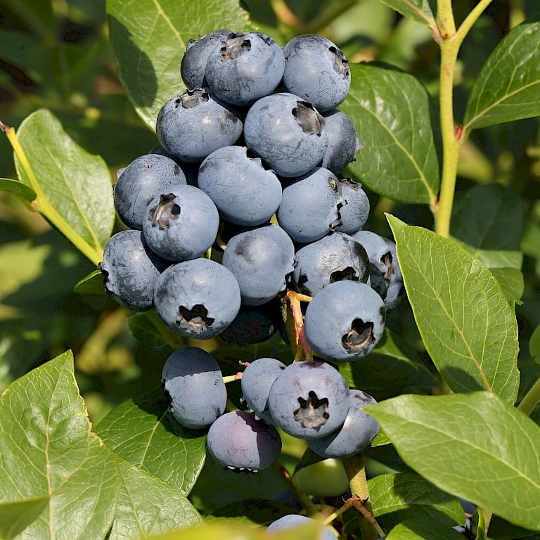 Borówka amerykańska Sierra 3l - PYSZNE OWOCE - Vaccinium corymbosum Sierra 3l