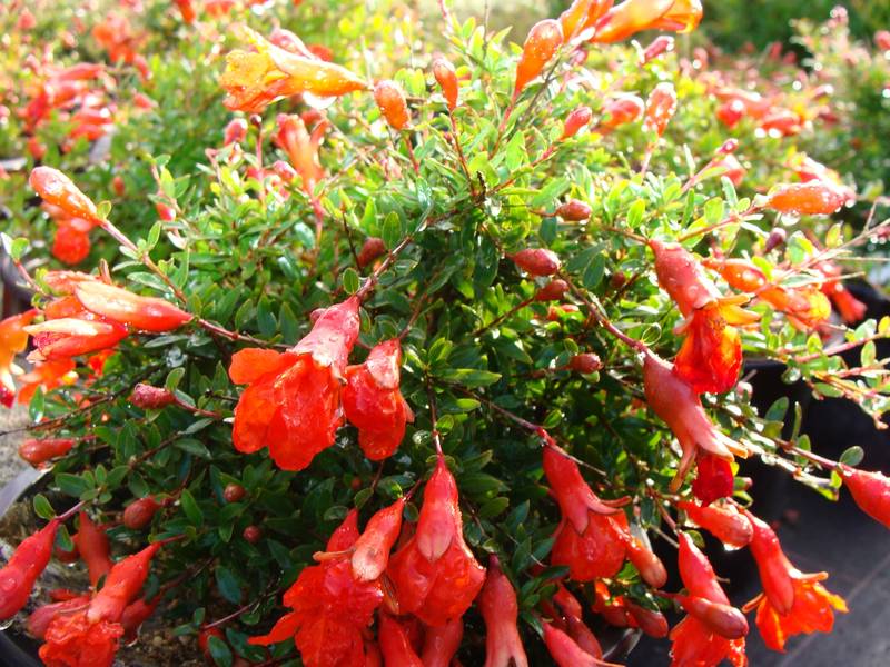 Granatowiec właściwy Nana - Granat - PYSZNE OWOCE - Punica granatum Nana