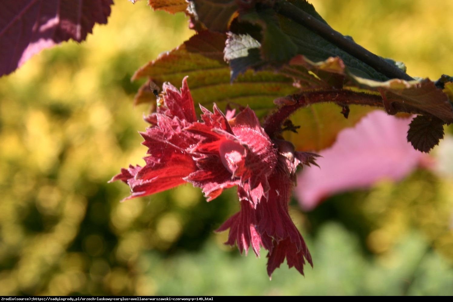 Leszczyna Warszawski Czerwony - DEKORACYJNY LIŚĆ - Corylus avellana