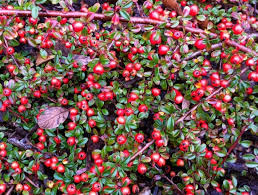 Irga płożąca Queen of Carpets - SUPER NISKA!!! - Cotoneaster procumbens Queen of Carpets