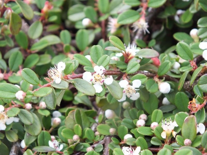 Irga płożąca Queen of Carpets - SUPER NISKA!!! - Cotoneaster procumbens Queen of Carpets