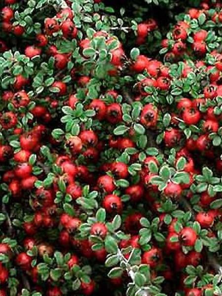 irga płożąca Streibs Findling - ZIELONY DYWAN!!! - Cotoneaster procumbens Streibs Findling