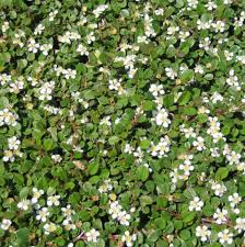 irga płożąca Streibs Findling - ZIELONY DYWAN!!! - Cotoneaster procumbens Streibs Findling