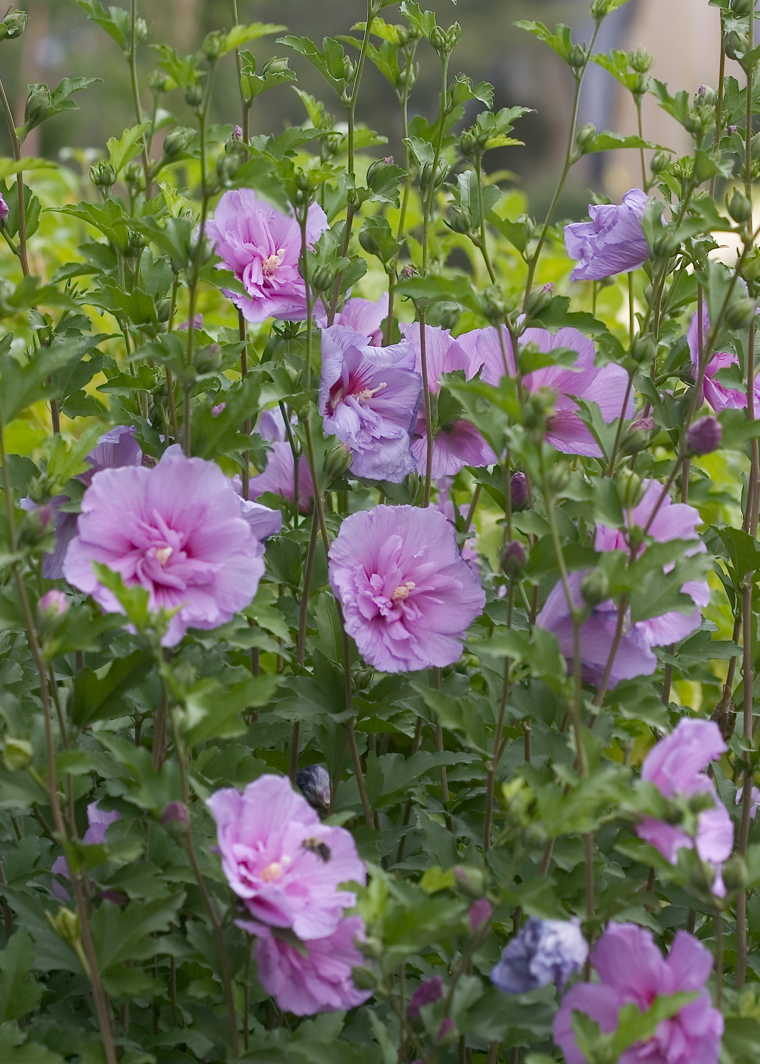 Hibiskus syryjski, Ketmia LAVENDER CHIFFON - DWUKOLOROWY, PEŁNE KWIATY - Hibiscus syriacus LAVENDER CHIFFON