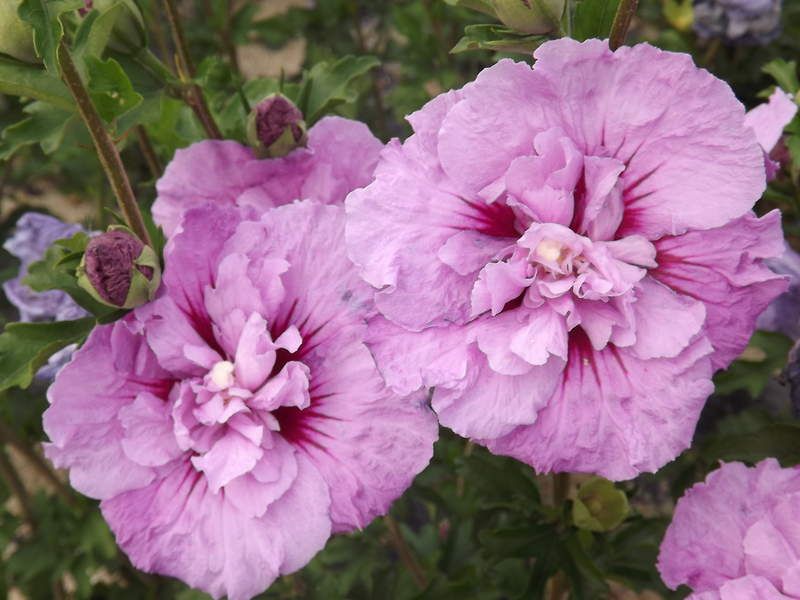 Hibiskus syryjski, Ketmia LAVENDER CHIFFON - DWUKOLOROWY, PEŁNE KWIATY - Hibiscus syriacus LAVENDER CHIFFON