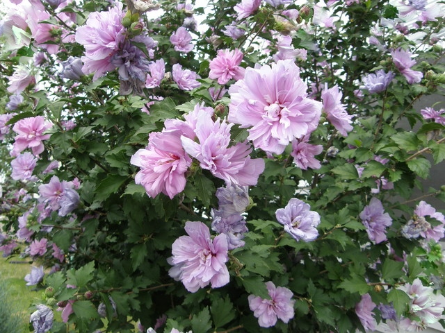 Hibiskus syryjski, Ketmia LAVENDER CHIFFON - DWUKOLOROWY, PEŁNE KWIATY - Hibiscus syriacus LAVENDER CHIFFON