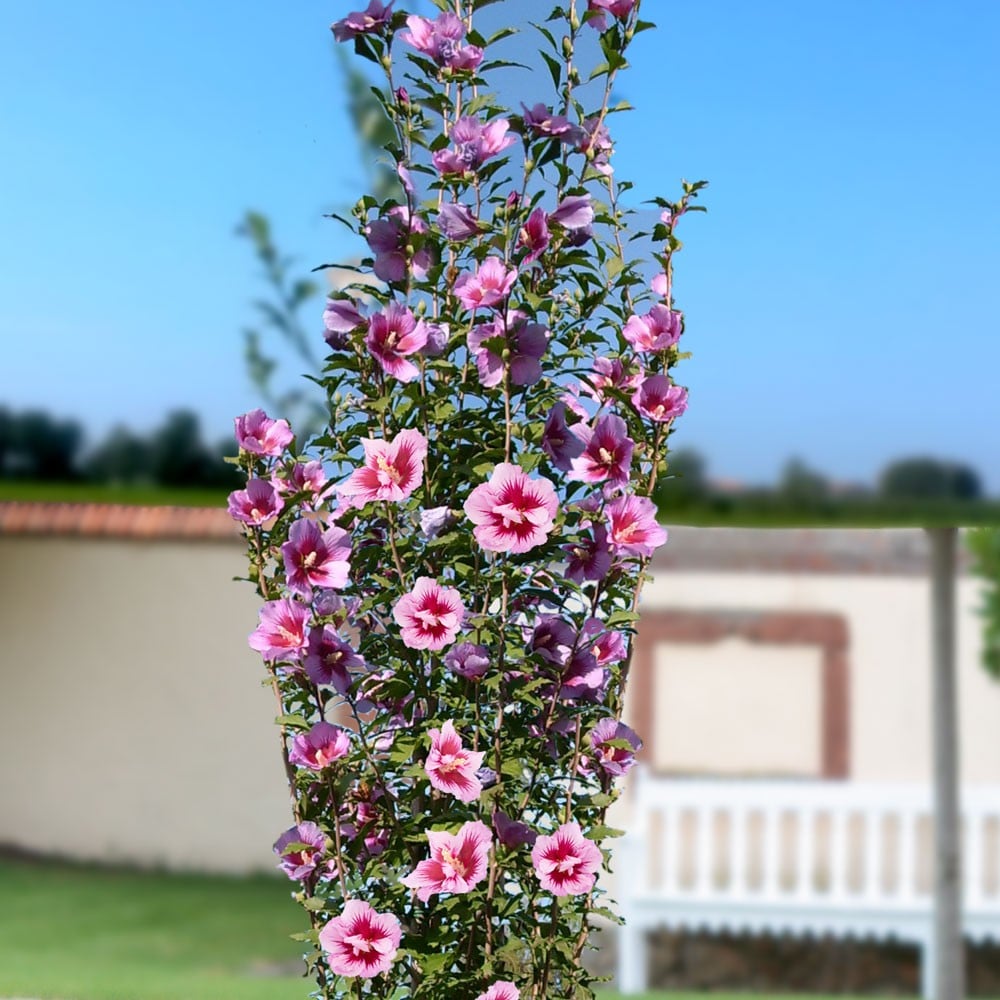 Ketmia, Hibiskus syryjski PURPLE PILLAR - KOLUMNOWY POKRÓJ, SREBRNY MEDALSITA!!! - Hibiscus syriacus Purple Pillar