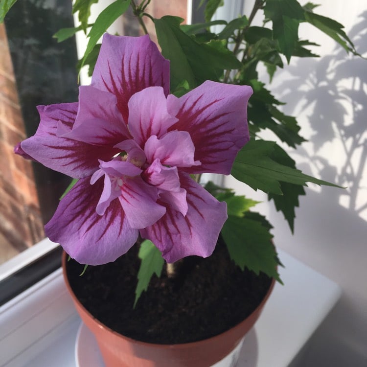 Ketmia, Hibiskus syryjski PURPLE PILLAR - KOLUMNOWY POKRÓJ, SREBRNY MEDALSITA!!! - Hibiscus syriacus Purple Pillar