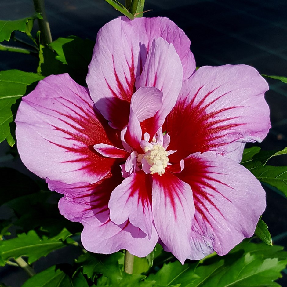 Ketmia, Hibiskus syryjski PURPLE PILLAR - KOLUMNOWY POKRÓJ, SREBRNY MEDALSITA!!! - Hibiscus syriacus Purple Pillar