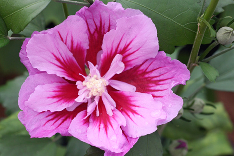Ketmia, Hibiskus syryjski PURPLE PILLAR - KOLUMNOWY POKRÓJ, SREBRNY MEDALSITA!!! - Hibiscus syriacus Purple Pillar
