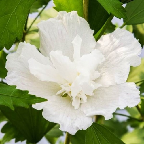 Ketmia, Hibiskus syryjski - NOWOŚĆ, KOLUMNOWY POKRÓJ!!! - Hibiscus syriacus White Pillar