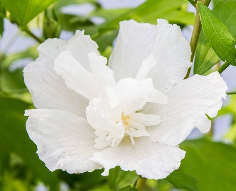 Ketmia, Hibiskus syryjski - NOWOŚĆ, KOLUMNOWY POKRÓJ!!! - Hibiscus syriacus White Pillar