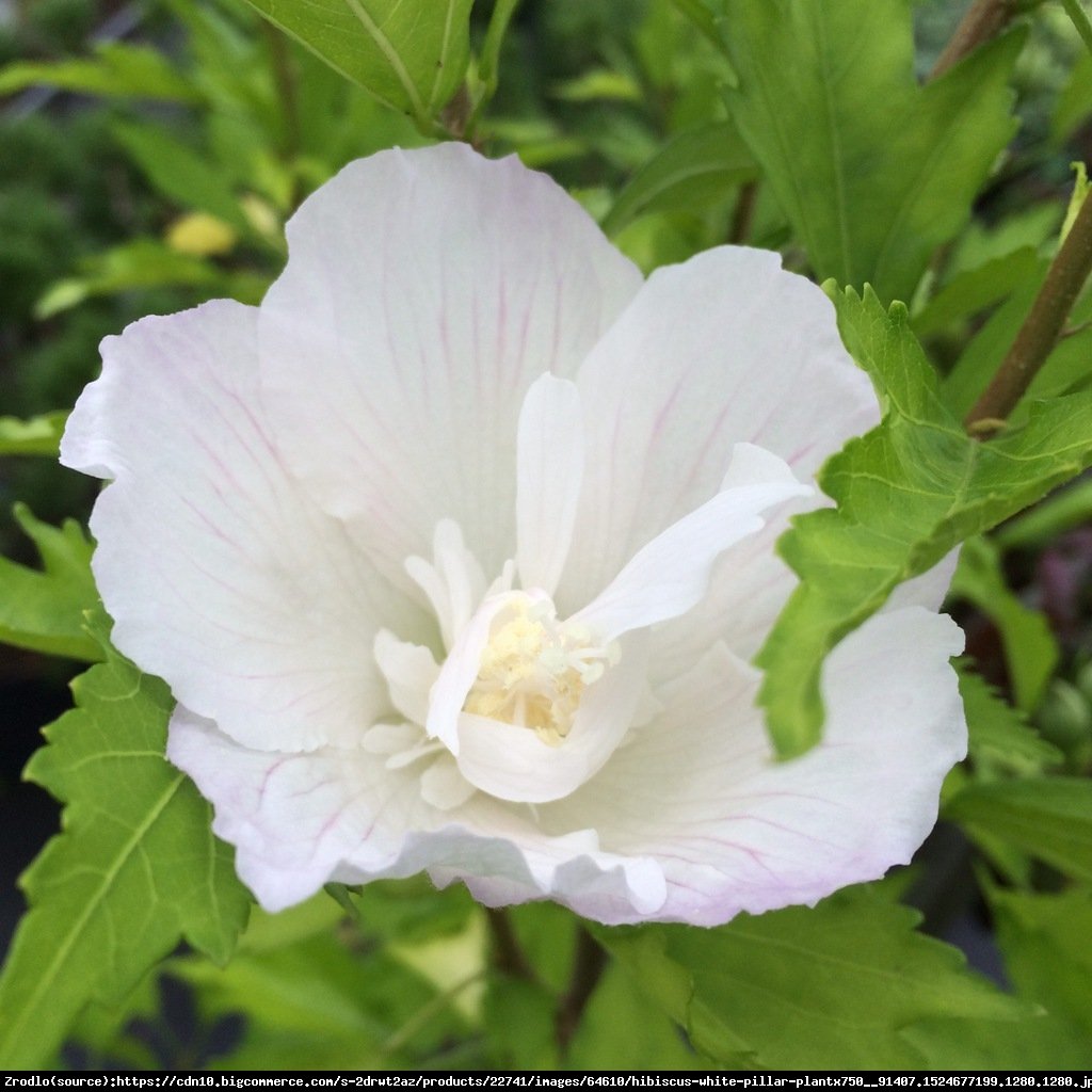 Ketmia, Hibiskus syryjski - NOWOŚĆ, KOLUMNOWY POKRÓJ!!! - Hibiscus syriacus White Pillar