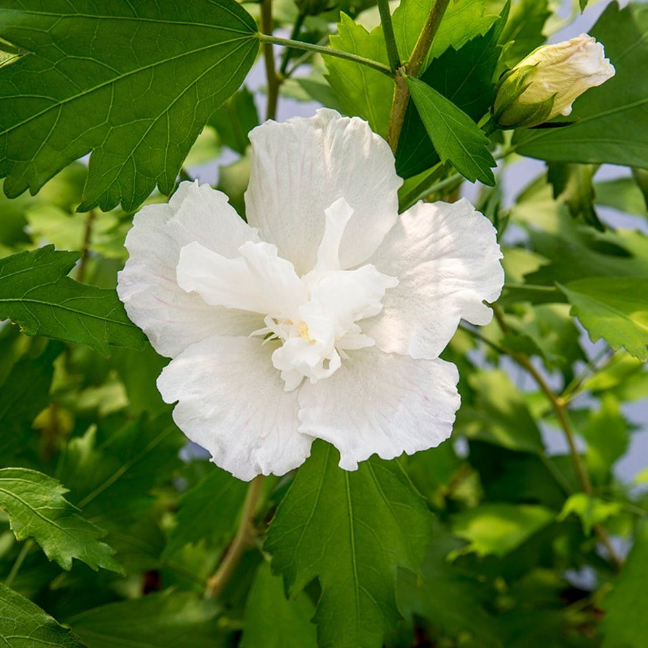 Ketmia, Hibiskus syryjski - NOWOŚĆ, KOLUMNOWY POKRÓJ!!! - Hibiscus syriacus White Pillar