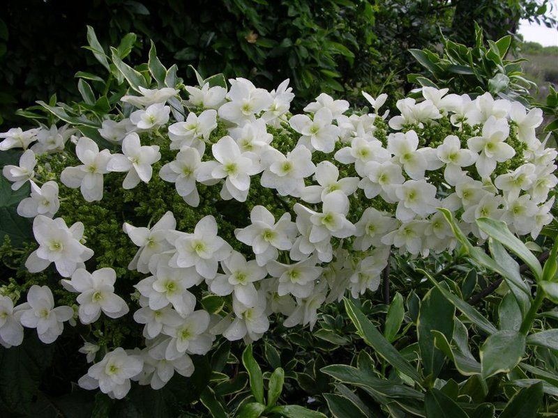 Hortensja dębolistna Snow Giant - NOWOŚĆ, PODWÓJNE, GWIAZDKOWATE KWIATOSTANY - Hydrangea quercifolia Snow Giant