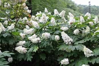 Hortensja dębolistna Snow Giant - NOWOŚĆ, PODWÓJNE, GWIAZDKOWATE KWIATOSTANY - Hydrangea quercifolia Snow Giant