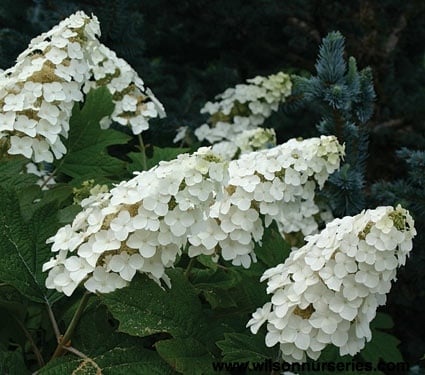 Hortensja dębolistna SNOW QUEEN  - WSPANIAŁY AKCENT KOLORYSTYCZNY - Hydrangea quercifolia SNOW QUEEN