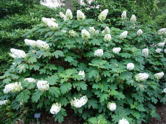 Hortensja dębolistna SNOW QUEEN  - WSPANIAŁY AKCENT KOLORYSTYCZNY - Hydrangea quercifolia SNOW QUEEN