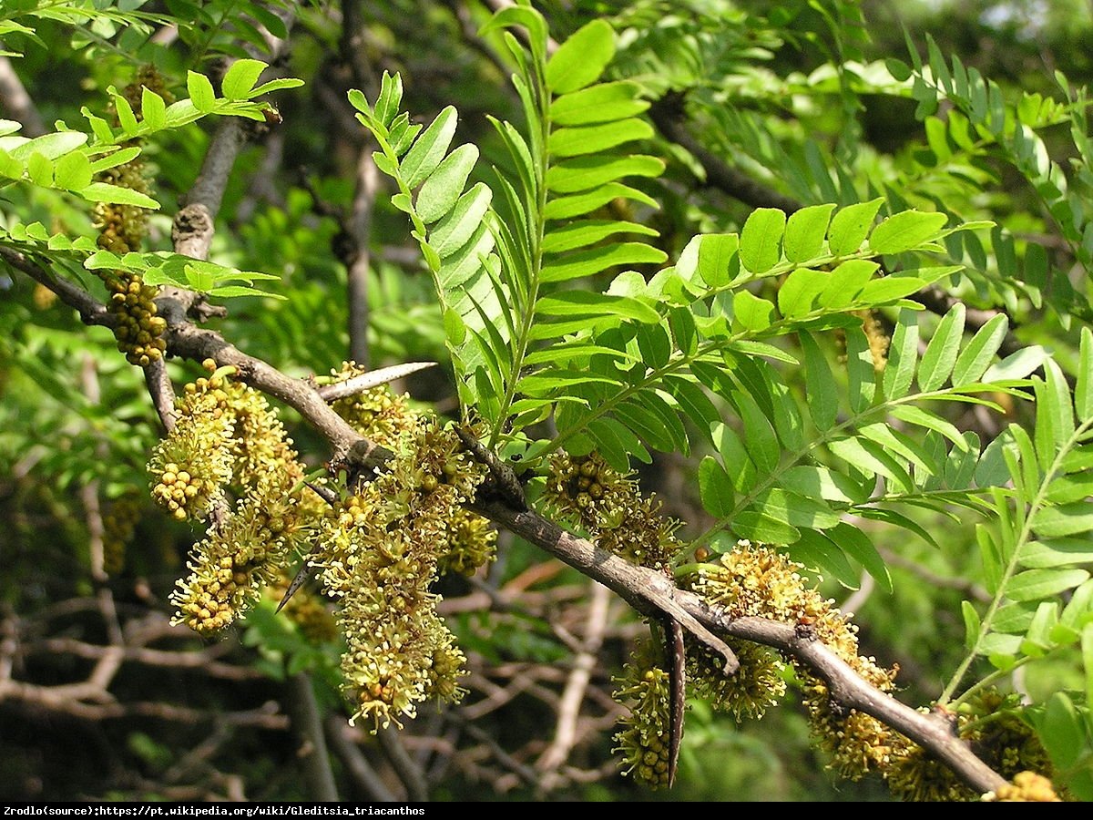 Glediczja trójcieniowa - Gleditsia triacanthos