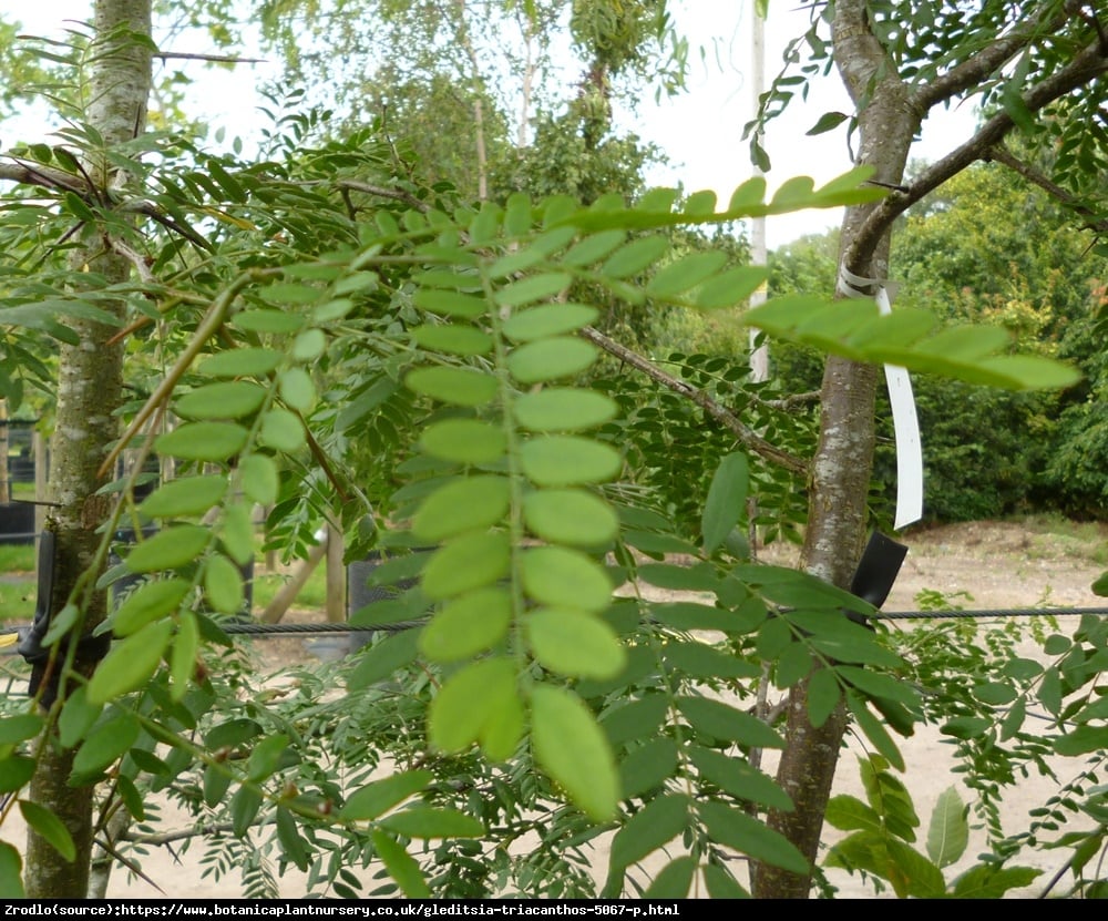 Glediczja trójcieniowa - Gleditsia triacanthos