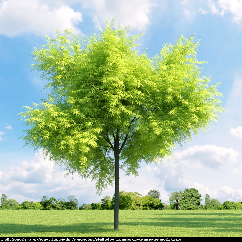 Glediczja trójcieniowa - Gleditsia triacanthos