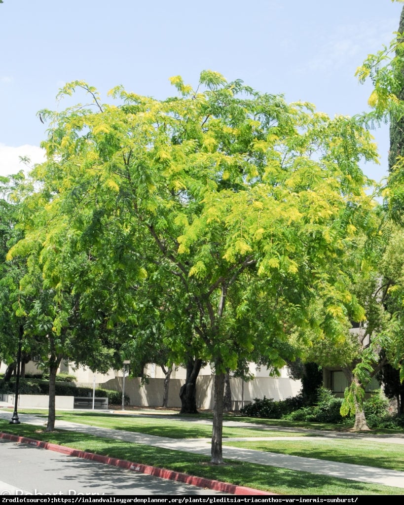 Glediczja trójcieniowa - Gleditsia triacanthos