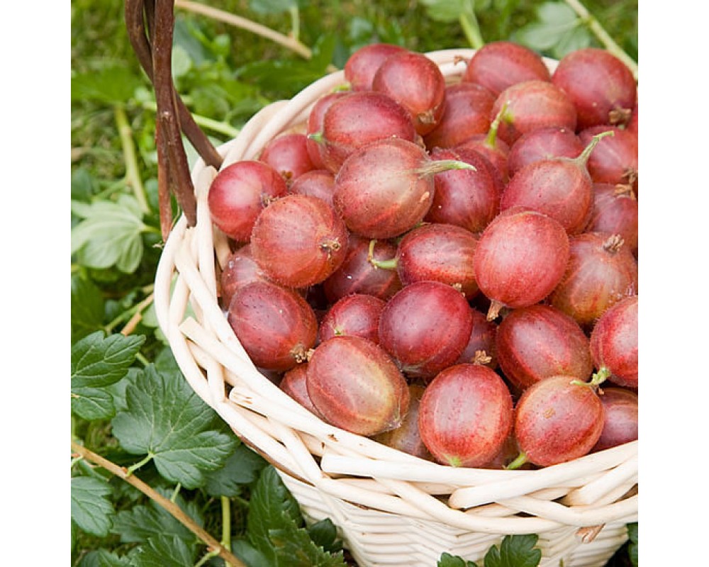 Agrest Captivator KRZEW - BEZKOLCOWY I SMACZNY - Ribes uva-crispa Captivator