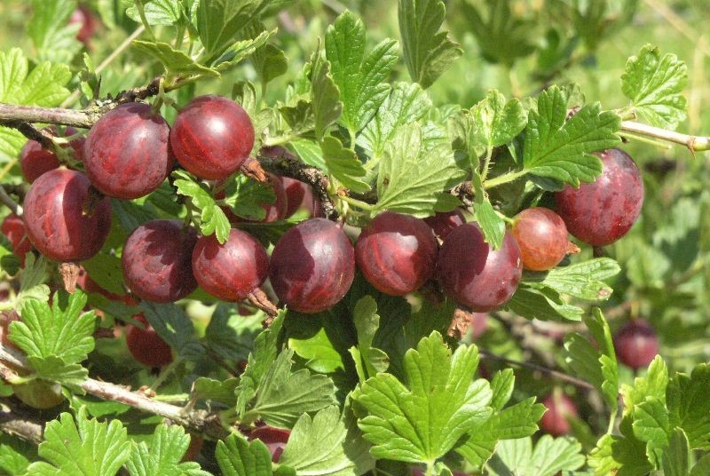 Agrest Captivator KRZEW - BEZKOLCOWY I SMACZNY - Ribes uva-crispa Captivator