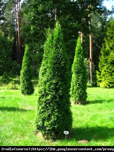 Żywotnik zachodni Tuja Smaragd P9 - Thuja occidentalis Smaragd