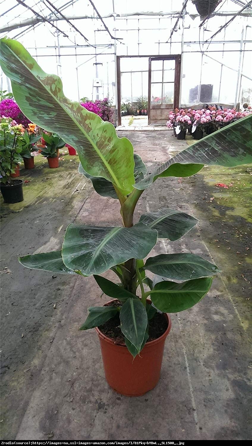 Bananowiec karłowaty Owoce po roku! 60-80 cm - Musa Dwarf Cavendish