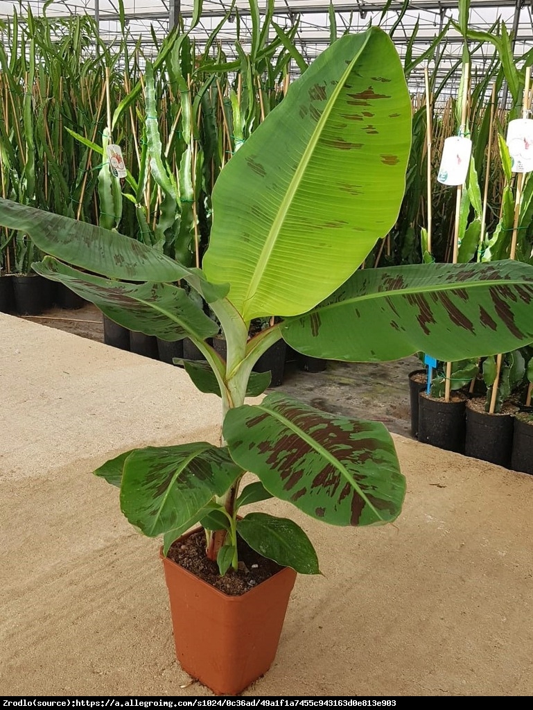 Bananowiec karłowaty Owoce po roku! 60-80 cm - Musa Dwarf Cavendish