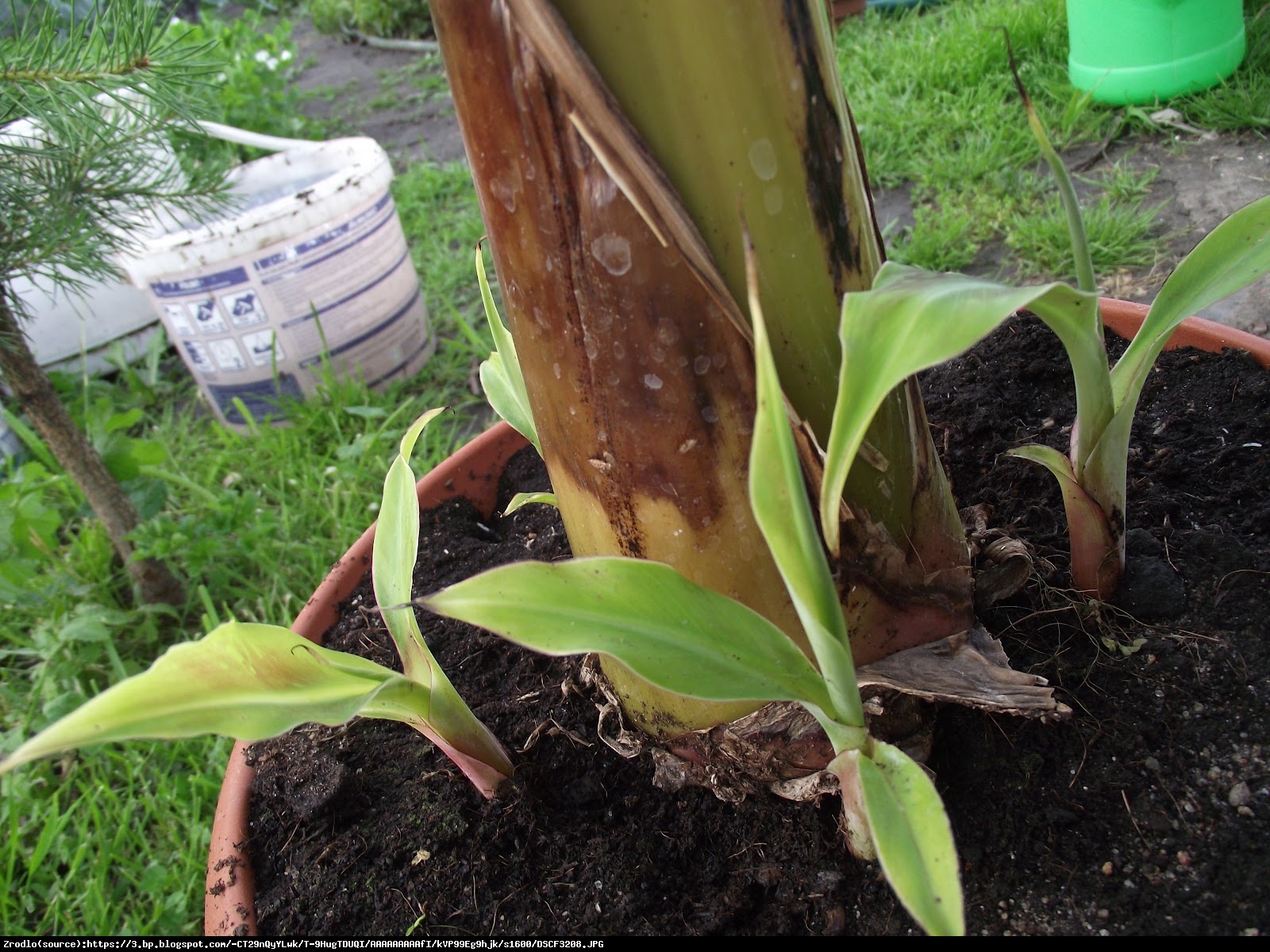 Bananowiec karłowaty Owoce po roku! 60-80 cm - Musa Dwarf Cavendish