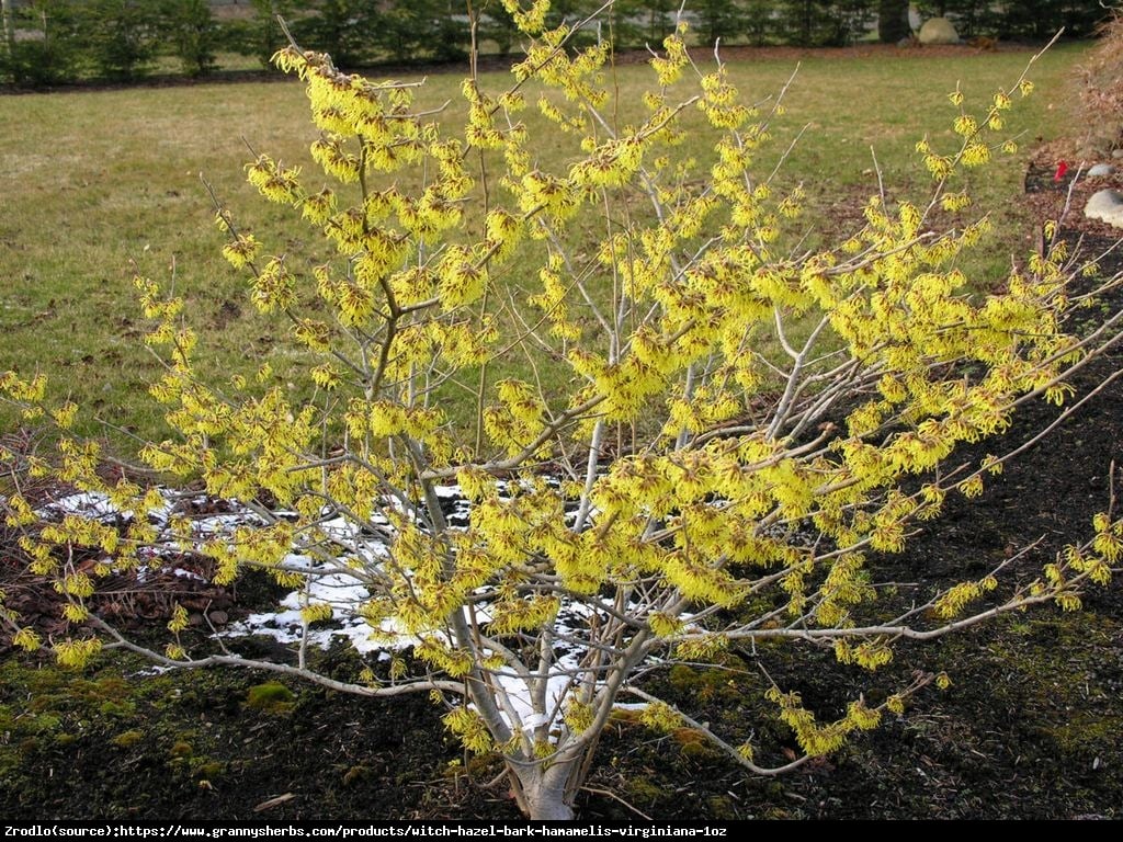 Oczar wirginijski - Hamamelis virginiana